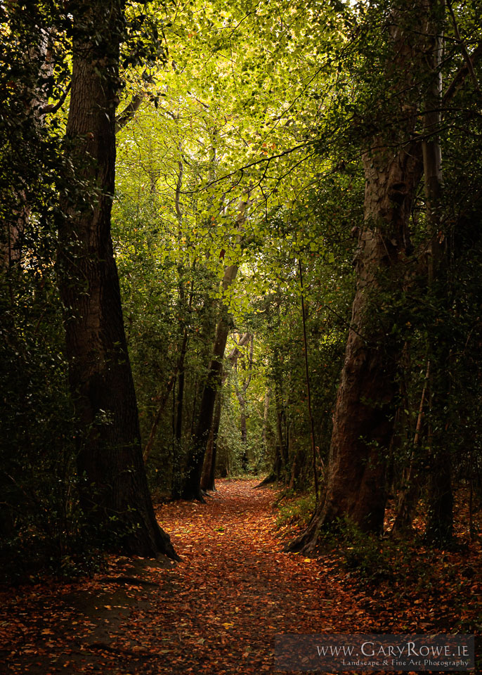 Autumn-Path,-Marlay.jpg