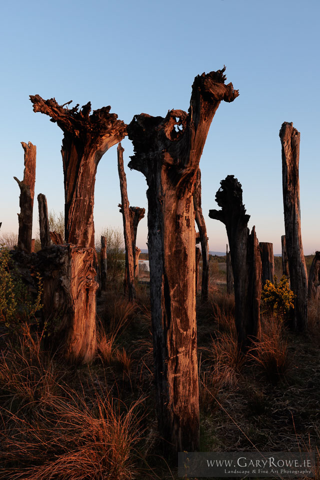 Bog-Oak-Forest-at-Sunset.jpg