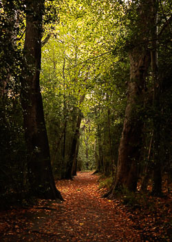 Autumn-Path,-Marlay.jpg