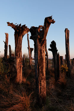 Bog-Oak-Forest-at-Sunset.jpg