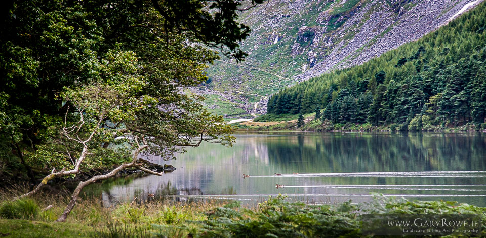 Upper_Lake_with_Ducks,_Glendalough.jpg