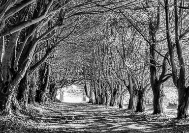 Purchase Prints